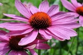 Suc de echinacea pentru tratamentul prostatitei