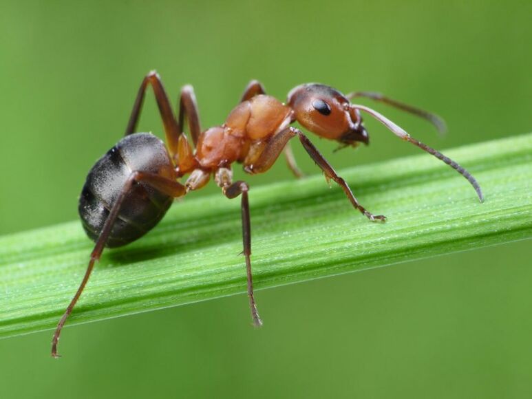 furnică și tratamentul prostatitei