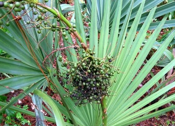 Sabal sau Grace Creeping